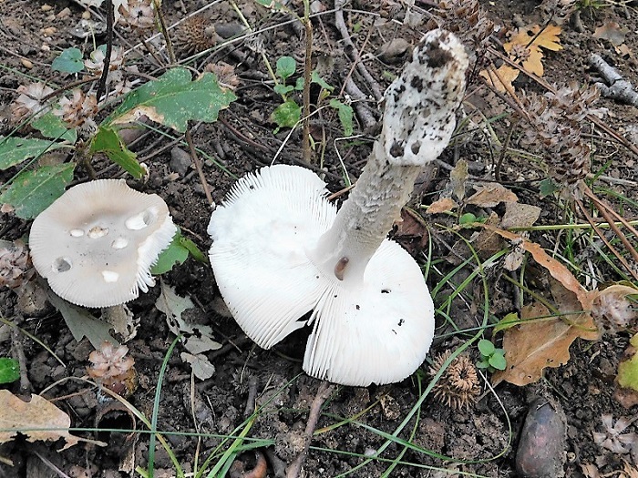 1)Fotogr.11.10.2019 sotto Quercia