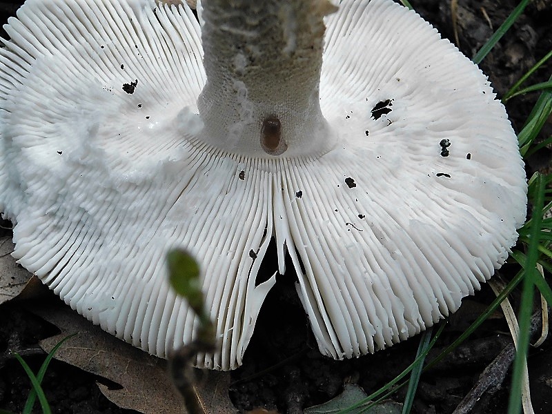 1)Fotogr.11.10.2019 sotto Quercia