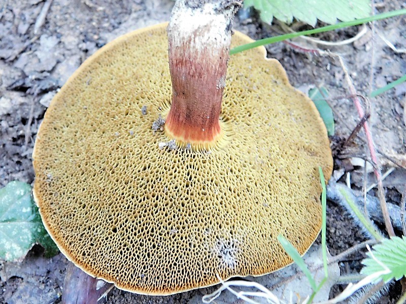 2)Fotogr.11.10.2019 sotto Quercia