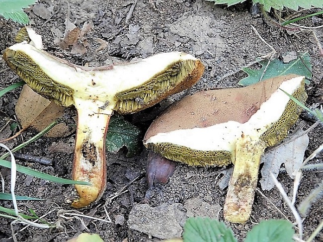 2)Fotogr.11.10.2019 sotto Quercia