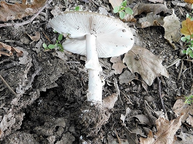 4)Fotogr 11 10 .2019  sotto Quercia