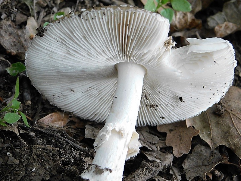 4)Fotogr 11 10 .2019  sotto Quercia