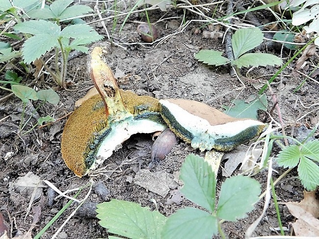 2)Fotogr.11.10.2019 sotto Quercia