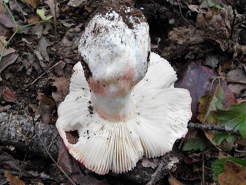 3)Fotogr.11.10.2019 sotto Quercia