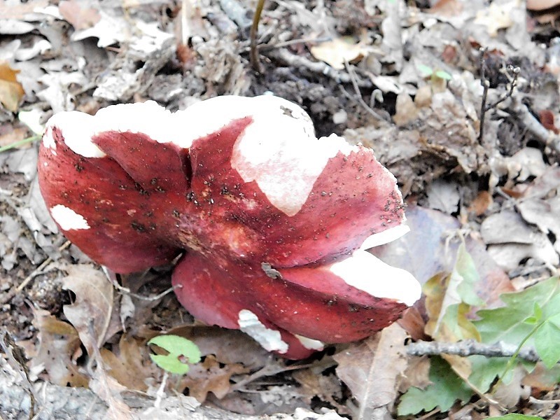 3)Fotogr.11.10.2019 sotto Quercia