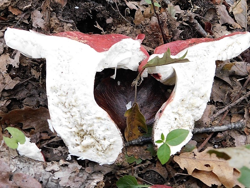 3)Fotogr.11.10.2019 sotto Quercia