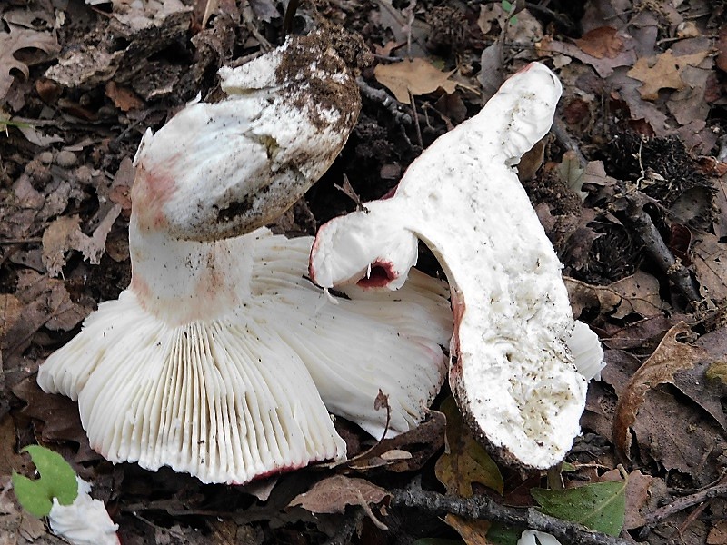 3)Fotogr.11.10.2019 sotto Quercia