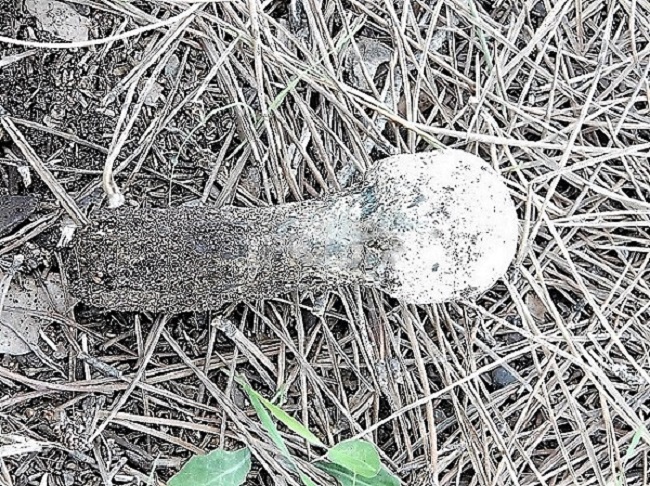 8)Fotogr.11.10.2019 sotto pineta mariba con Leccio