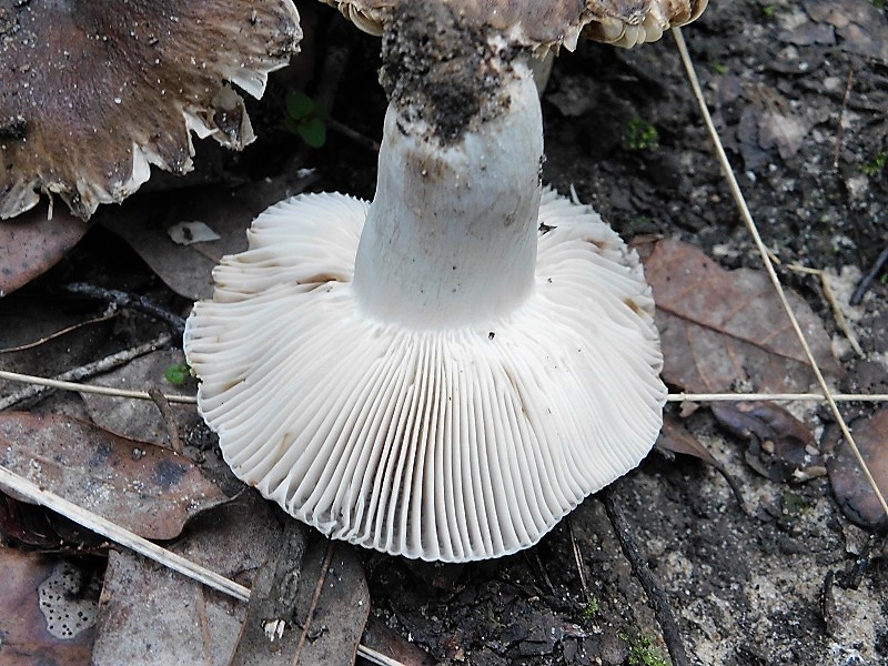 1)Fotogr.il 23.10.2019 sotto bosco di latifogia