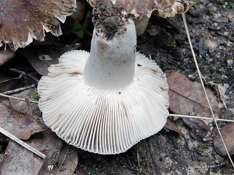 1)Fotogr.il 23.10.2019 sotto bosco di latifogia