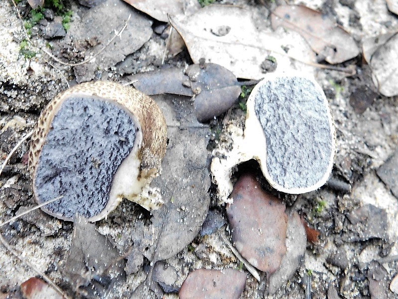 2)Fotogr.il 23.10.2019 bosco di latifoglia