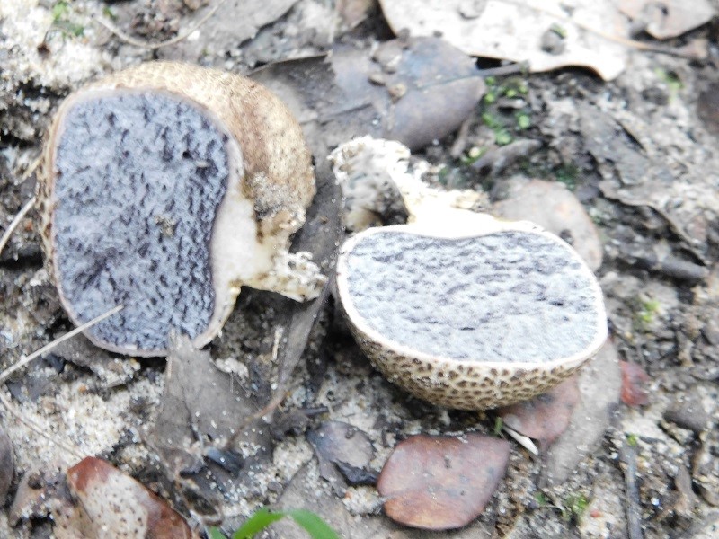 2)Fotogr.il 23.10.2019 bosco di latifoglia