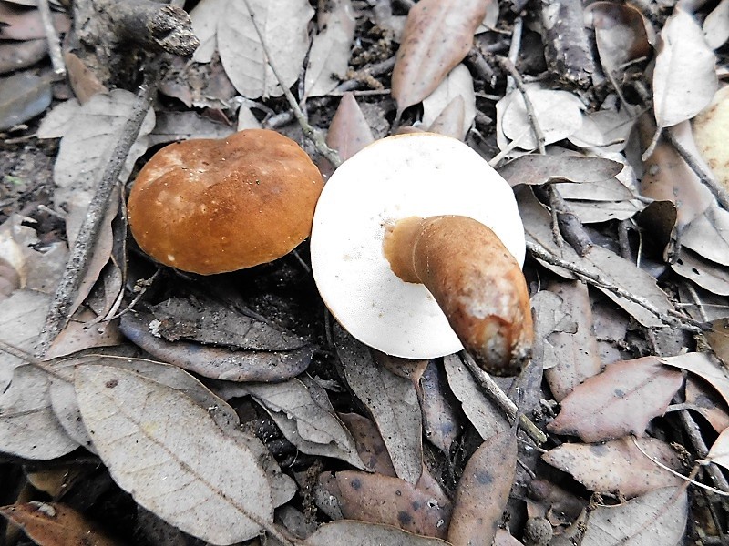 3)Fotogr.il23.10.2019 sotto bosco di latifoglia