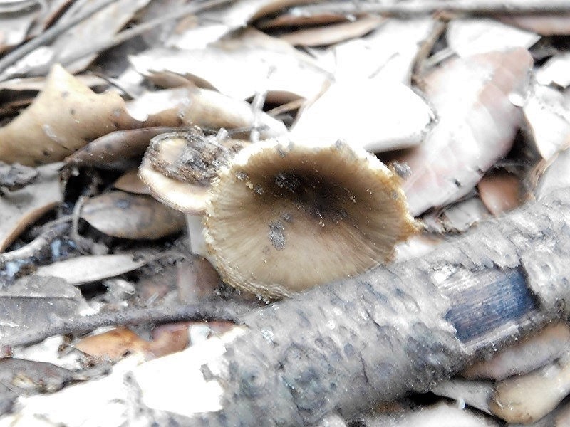 4)Fotogr.il 23.10.2019 sotto bosco di latifoglia