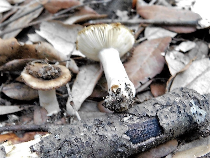 4)Fotogr.il 23.10.2019 sotto bosco di latifoglia