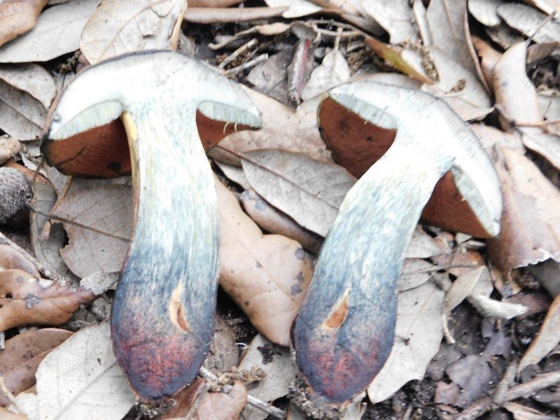 5)Fotogr.il23.10.2019.sottobosco di latifoglia