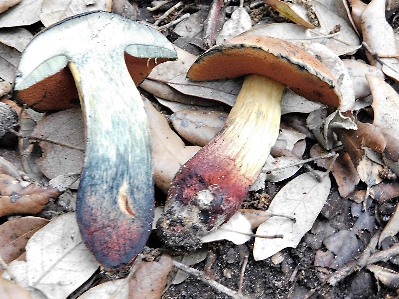 5)Fotogr.il23.10.2019.sottobosco di latifoglia