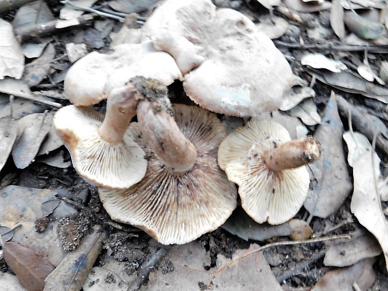 6)Fotogr.il23.10.2019 sotto bosco di latifoglia