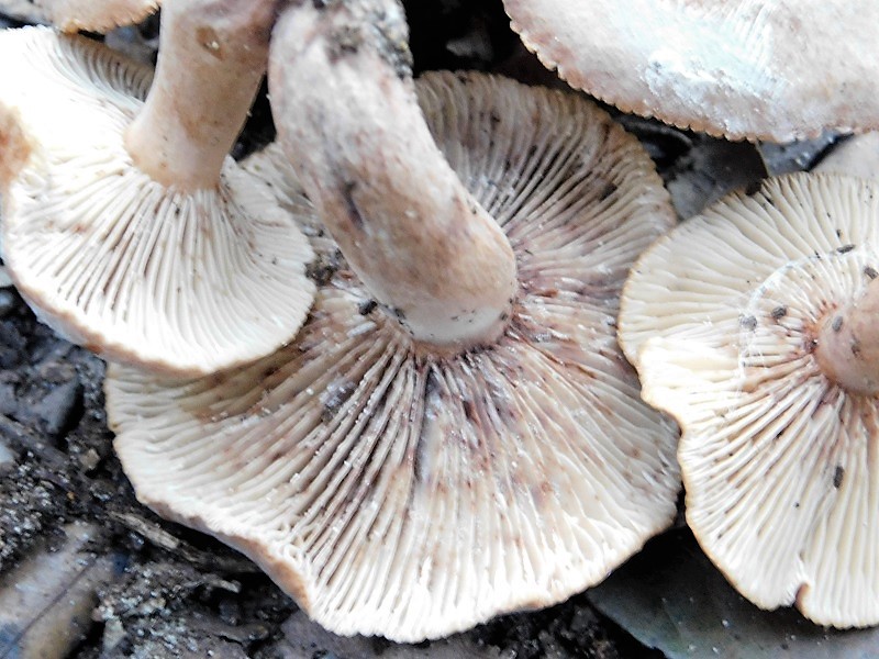 6)Fotogr.il23.10.2019 sotto bosco di latifoglia