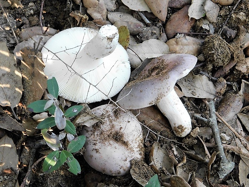 9)Fotogr.il23.10.2019 sotto bosco di latifoglia
