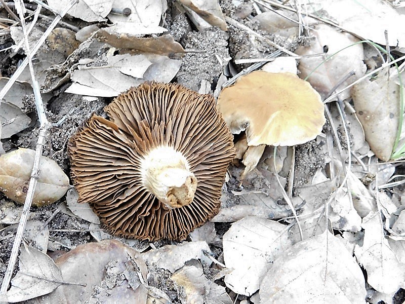 10)Fotogr.il23.10.2019 bosco misto di latifoglia