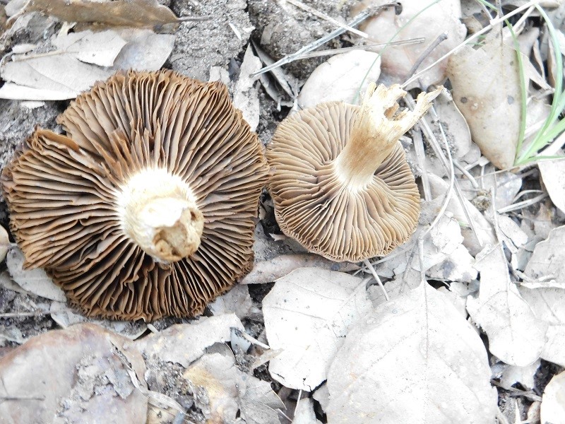 10)Fotogr.il23.10.2019 bosco misto di latifoglia