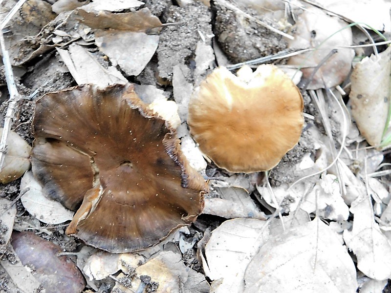 10)Fotogr.il23.10.2019 bosco misto di latifoglia