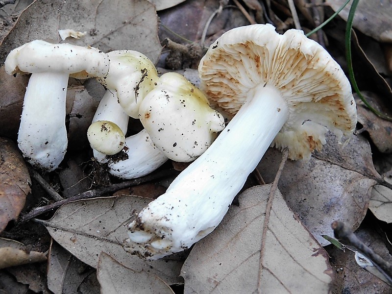 11)Fotogr.il 23.10.2019 bosco misto di latifoglia