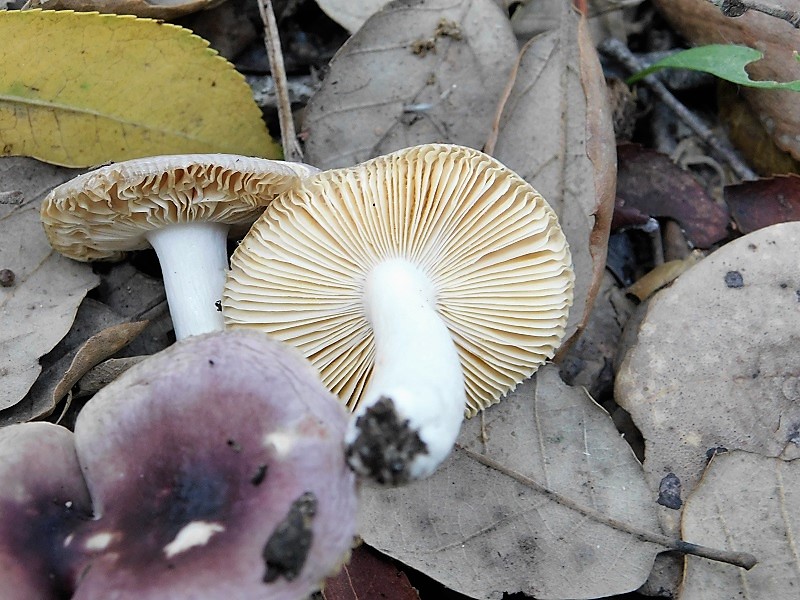 12)Fotogr.il.23.10.2019 bosco misto di latifoglia