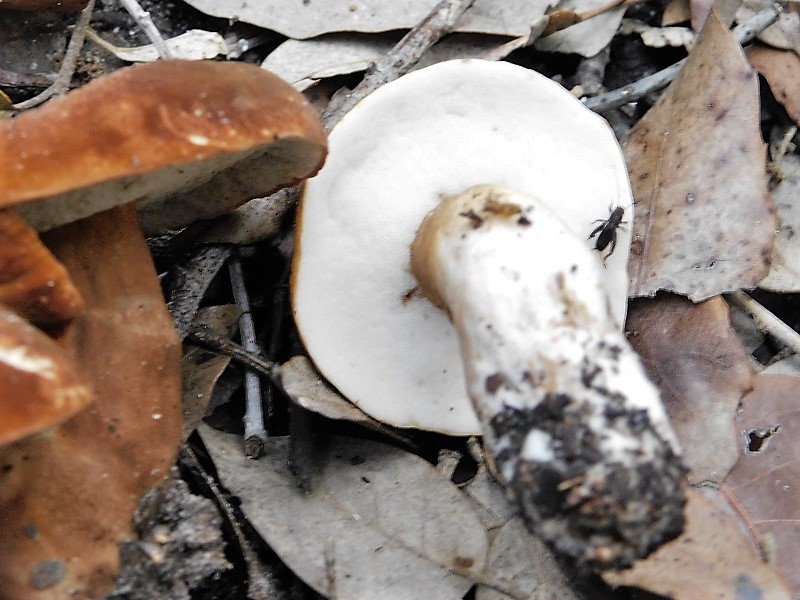 16)Fotogr.il23.10.2019 bosco misto di latifoglia