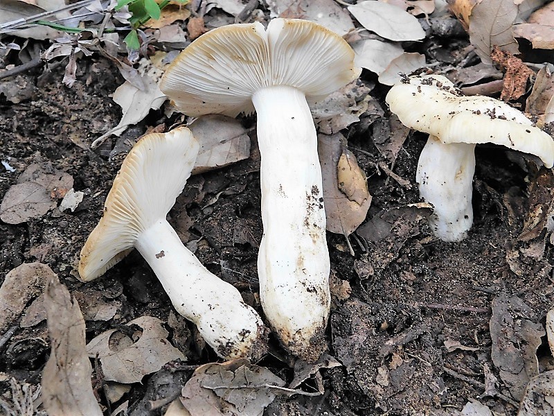 17)Fotogr.il 23.10.2019 bosco misto di latifoglia