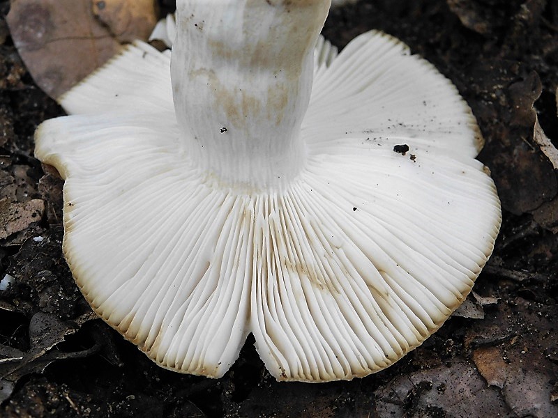 17)Fotogr.il 23.10.2019 bosco misto di latifoglia