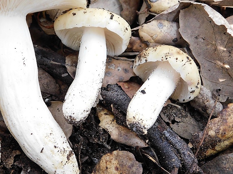 17)Fotogr.il 23.10.2019 bosco misto di latifoglia