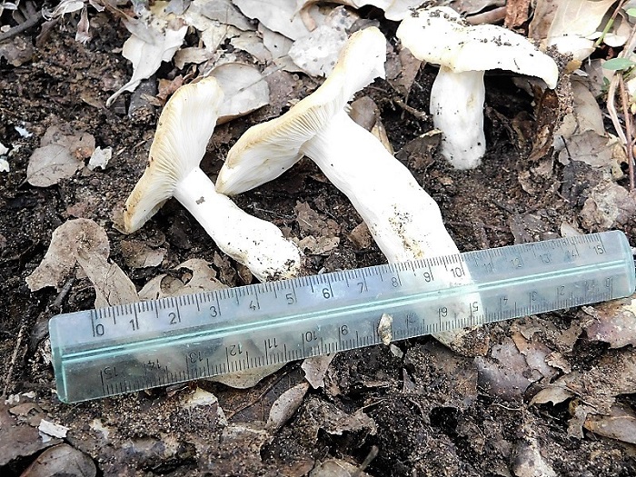 17)Fotogr.il 23.10.2019 bosco misto di latifoglia