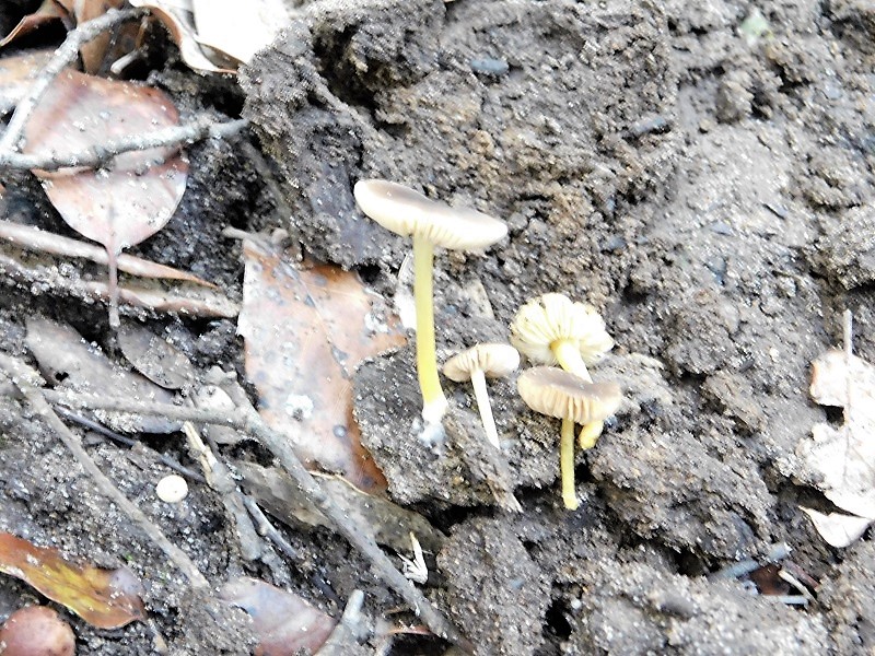 18)Fotogr.il23.10.2019 bosco misto di latifoglia ultimo del 23.10