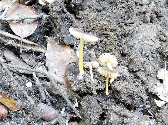 18)Fotogr.il23.10.2019 bosco misto di latifoglia ultimo del 23.10