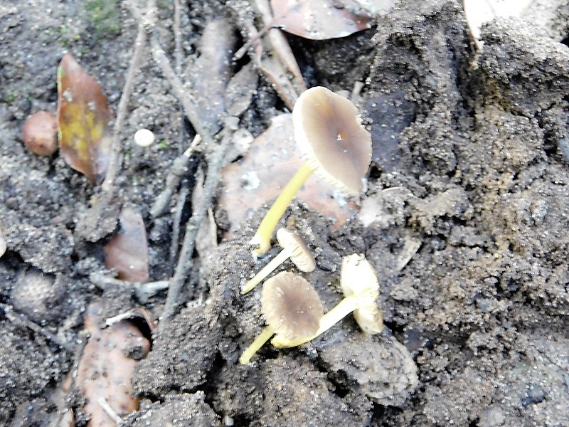 18)Fotogr.il23.10.2019 bosco misto di latifoglia ultimo del 23.10