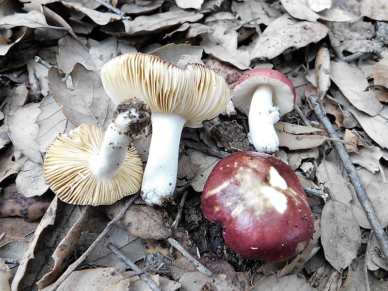 13)Fotogr.il 23.10 2019 bosco misto di latifogia