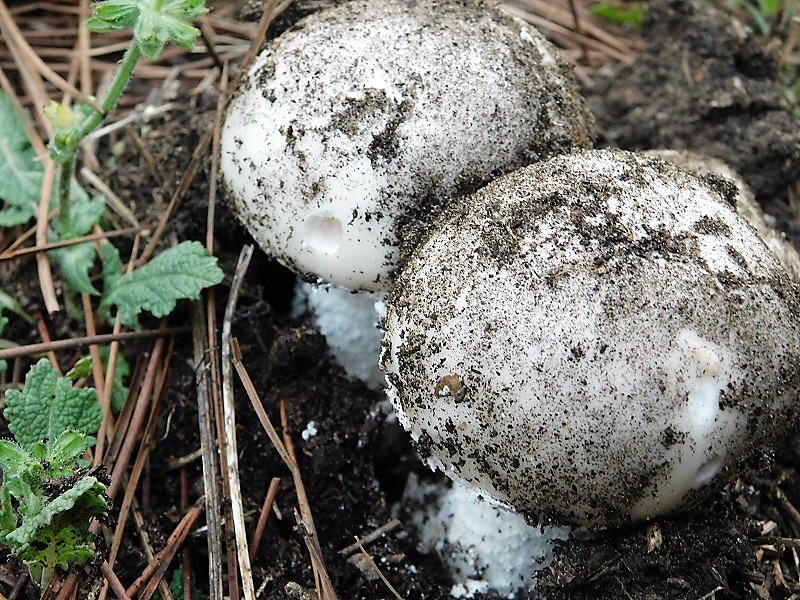 1)Fotogr.il 26.102019 sotto pineta marina con Leccio