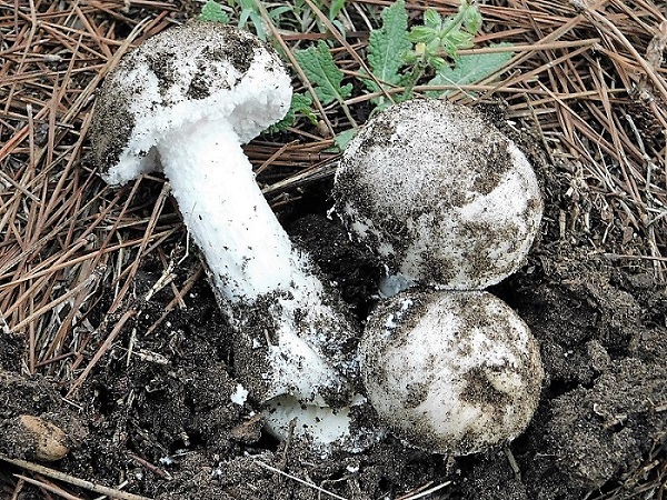 1)Fotogr.il 26.102019 sotto pineta marina con Leccio