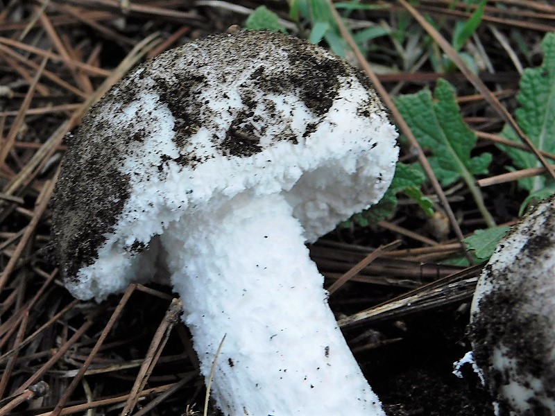 1)Fotogr.il 26.102019 sotto pineta marina con Leccio