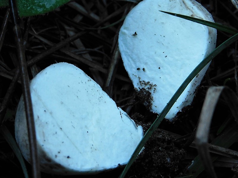 2)Fotogr.il 26.10.2019 sotto pineta marina co Leccio