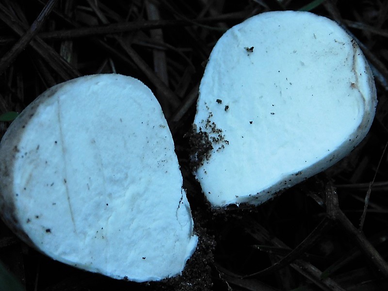 2)Fotogr.il 26.10.2019 sotto pineta marina co Leccio