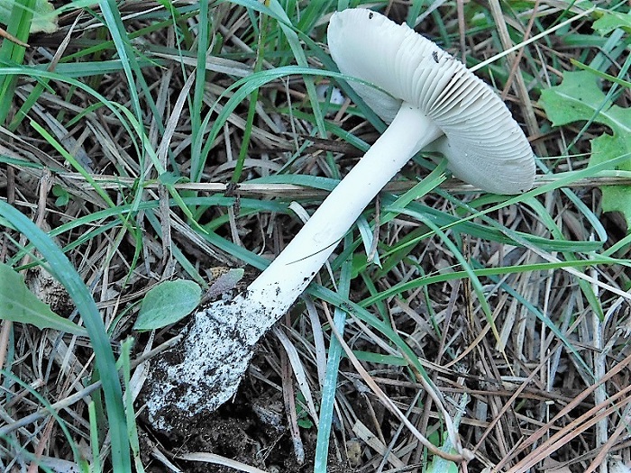 3)Fotogr.il 26.10.2019.sotto pineta marina con Leccio