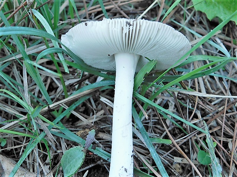 3)Fotogr.il 26.10.2019.sotto pineta marina con Leccio