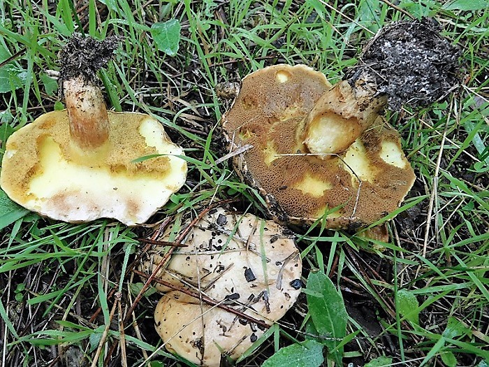 4)Fotor.il 26.10.2019.sotto pineta marina con Leccio