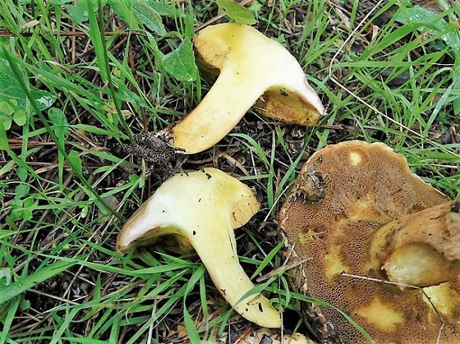 4)Fotor.il 26.10.2019.sotto pineta marina con Leccio