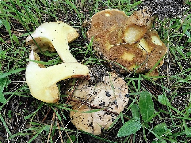 4)Fotor.il 26.10.2019.sotto pineta marina con Leccio