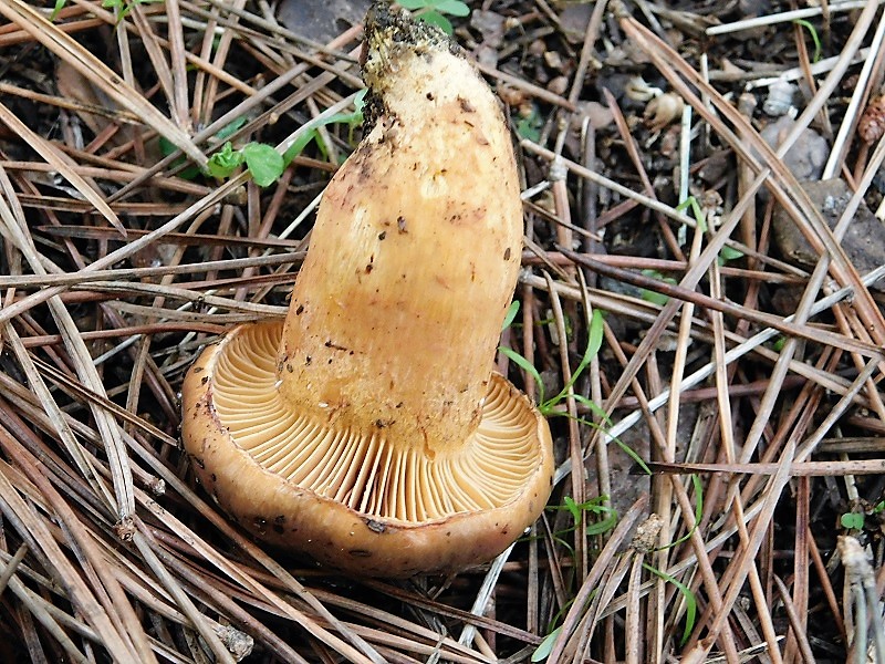 5)Fotogr.il.26.10.2019 sotto pineta marina con Leccio