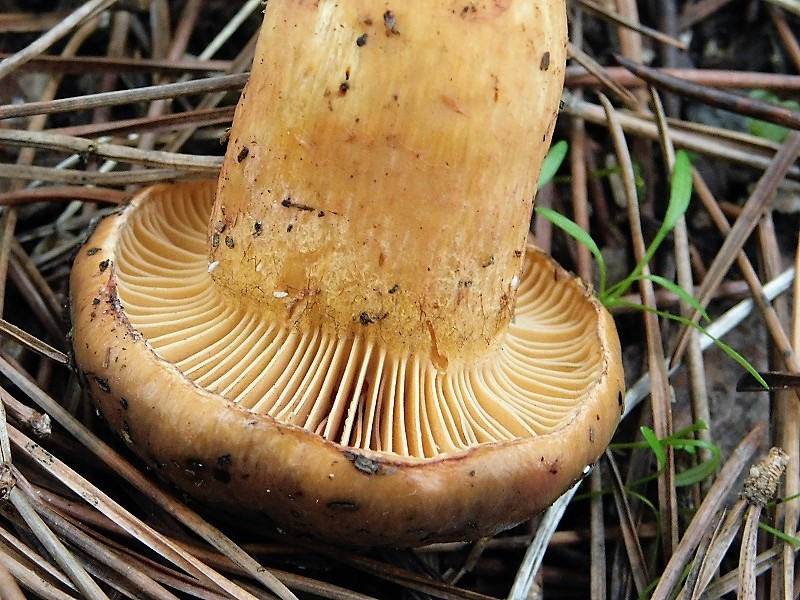 5)Fotogr.il.26.10.2019 sotto pineta marina con Leccio